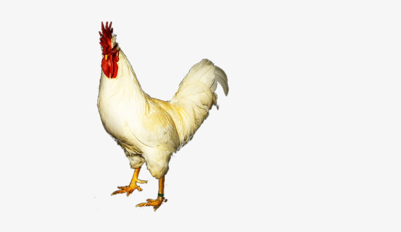 Bienvenidos/as A La Web De La Gallina Del Sobrarbe - Rooster, transparent png