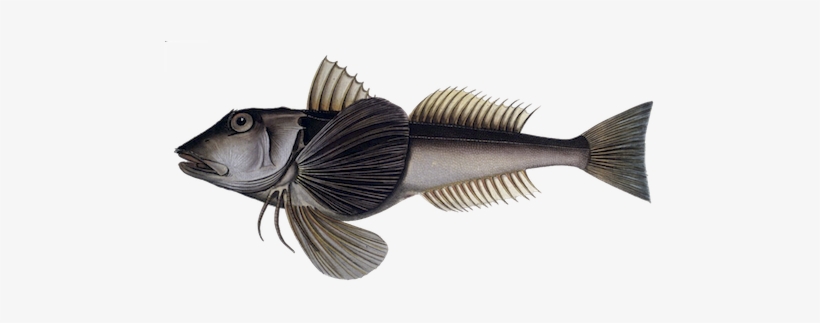 Tub Gurnard, transparent png