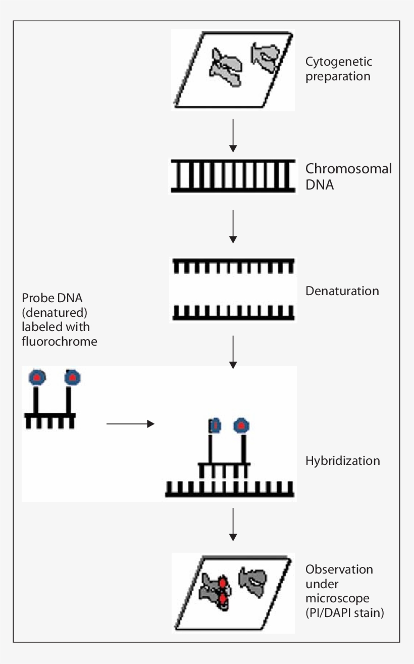 Various Steps Of Fish Procedure - Science, transparent png