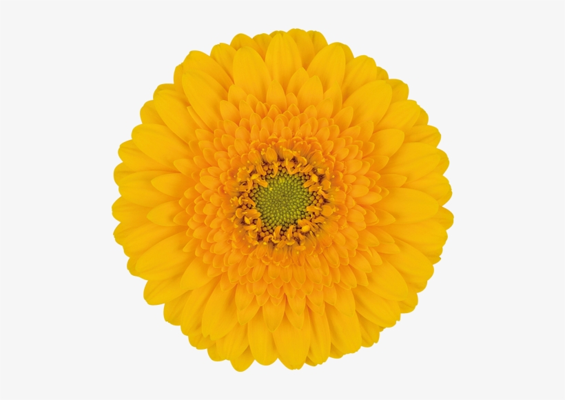 Springtime® - Color, transparent png