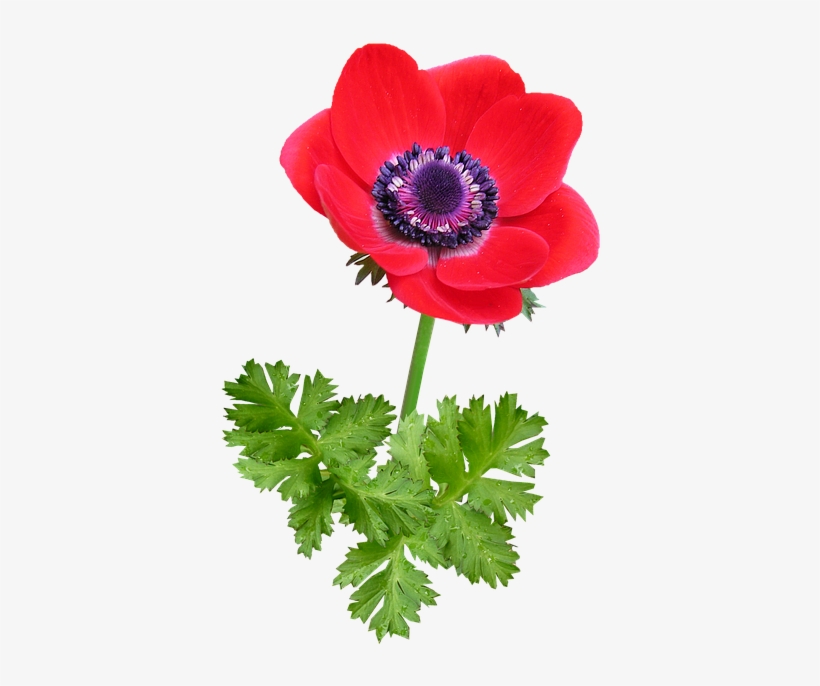 Anemone, Bloom, Red, Springtime - Red, transparent png