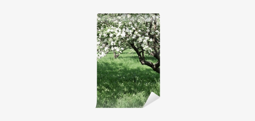 Florescence Of Beautiful Apple Trees In Springtime - Stock Photography, transparent png