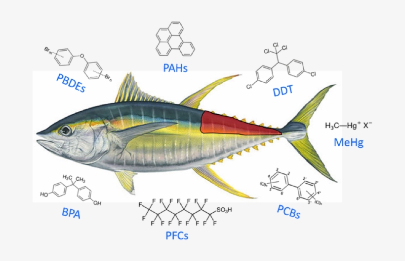 Environmental Science Human Exposure And Public Health - Yellow Fin Tuna, transparent png