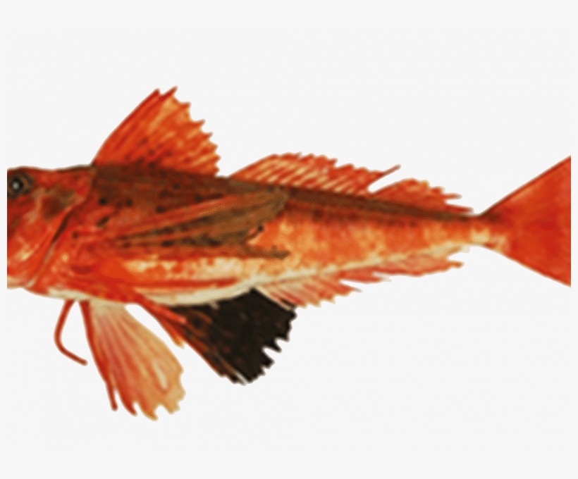 Borracho Read More - Streaked Gurnard, transparent png