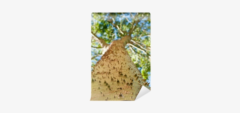 Tree, transparent png
