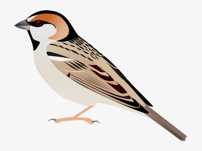 240 × 240 Pixels - Sparrow Vector Png, transparent png