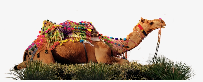 Image Description - Loan, transparent png