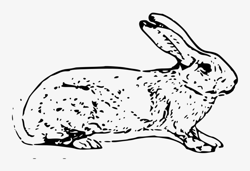 Belgian Rabbit Free Vector - Transparent Rabbit Outline, transparent png