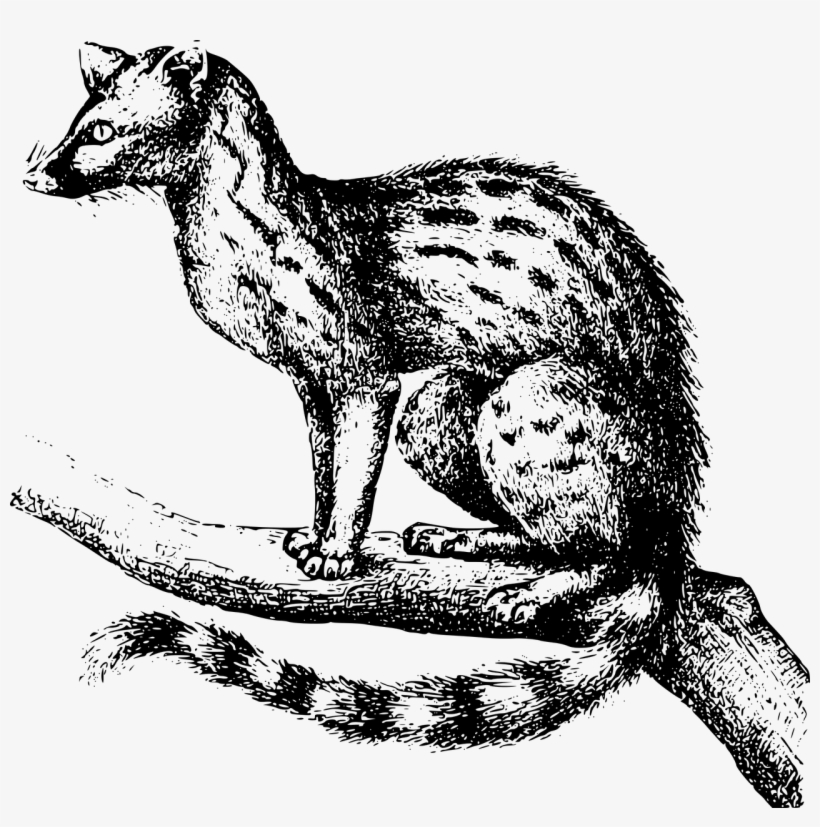 Vector Graphics,free Pictures - Genet Clipart, transparent png