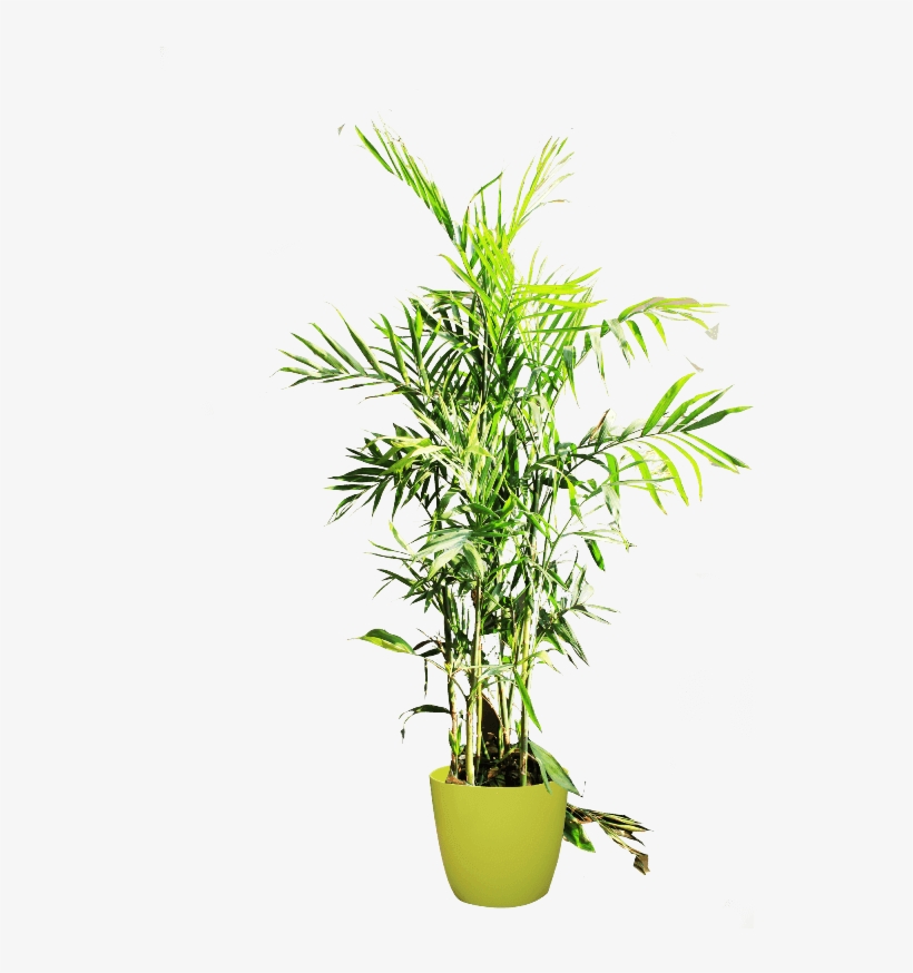 If You Like This Template And Want To Use Them, Please - Houseplant, transparent png