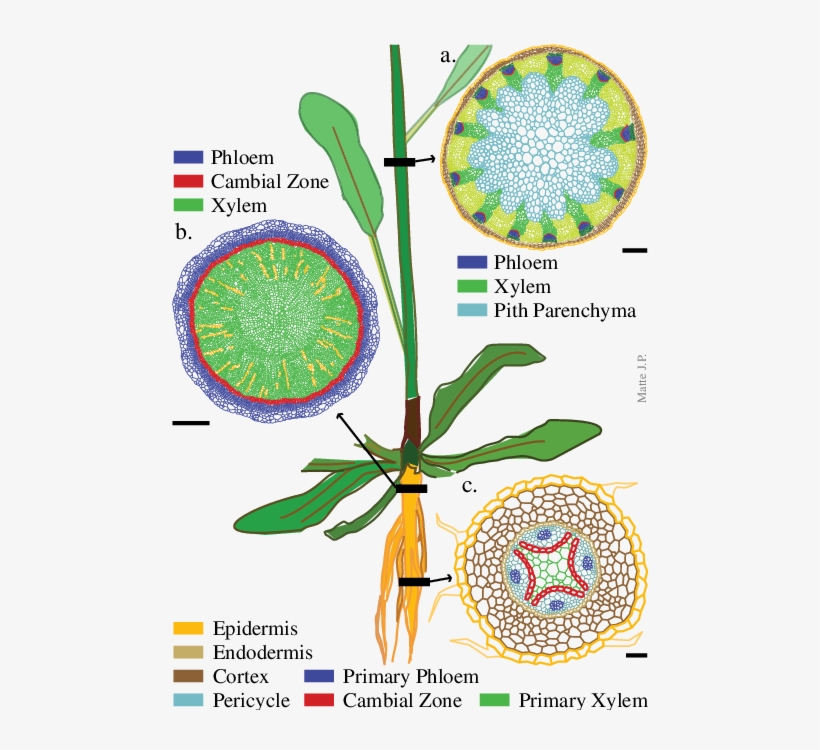 Arabidopsis Plant With Transverse Sections Of Three - Plant Stem, transparent png