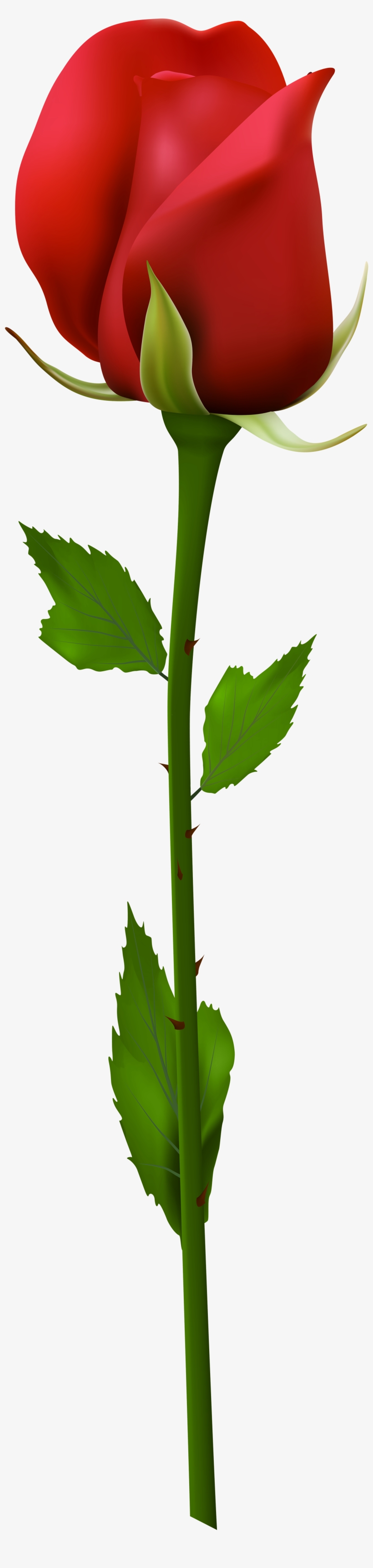 Red Flower Clipart Stem Clipart Red Rose Stem Png 2052x8000 PNG
