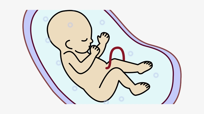 Praying For My Unborn Baby In The Womb - Embriyo Png, transparent png