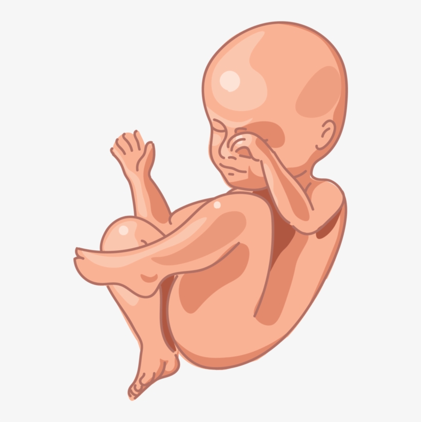Image Of A Fetus At 28 Weeks Of Development - Fetus, transparent png