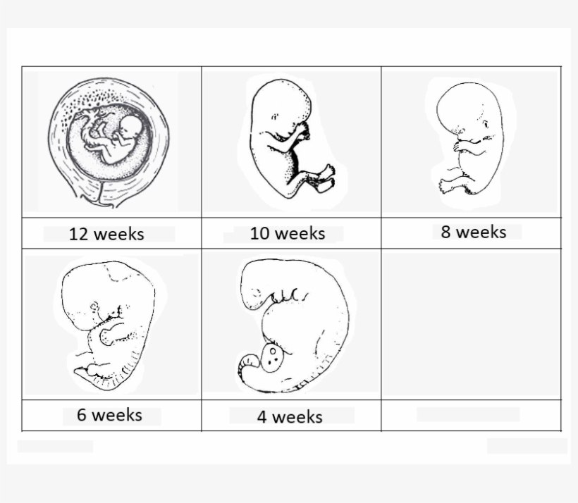 Baby In Tummy - Science, transparent png