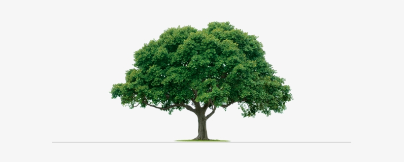 Tyson's Tree Service Equipment - Transparent Tree With Swing, transparent png
