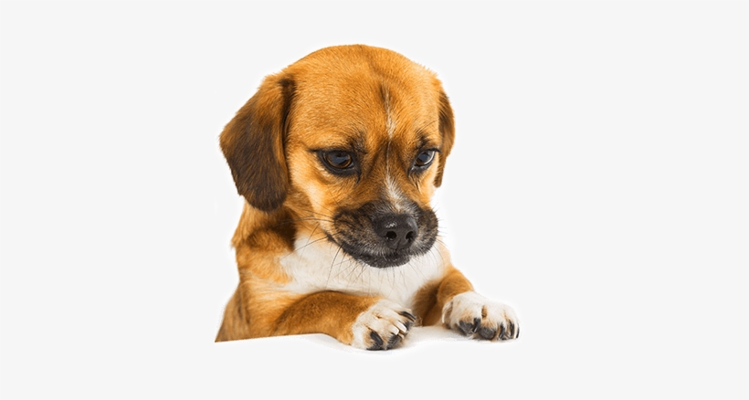 Commitment To Safety - Pet Food Transparent, transparent png