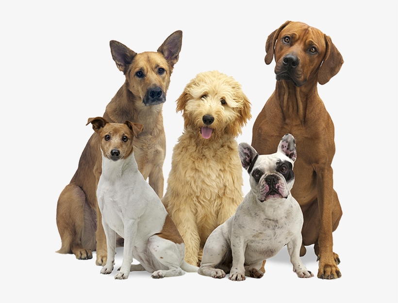 Leading Paws - Pack Of Dogs Png, transparent png