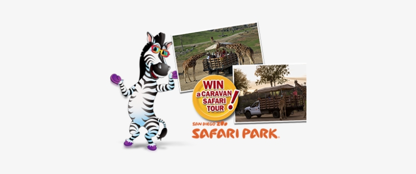 Learn, Snack & Win With Little Debbie And The San Diegozoo - San Diego Zoo Safari Park, transparent png