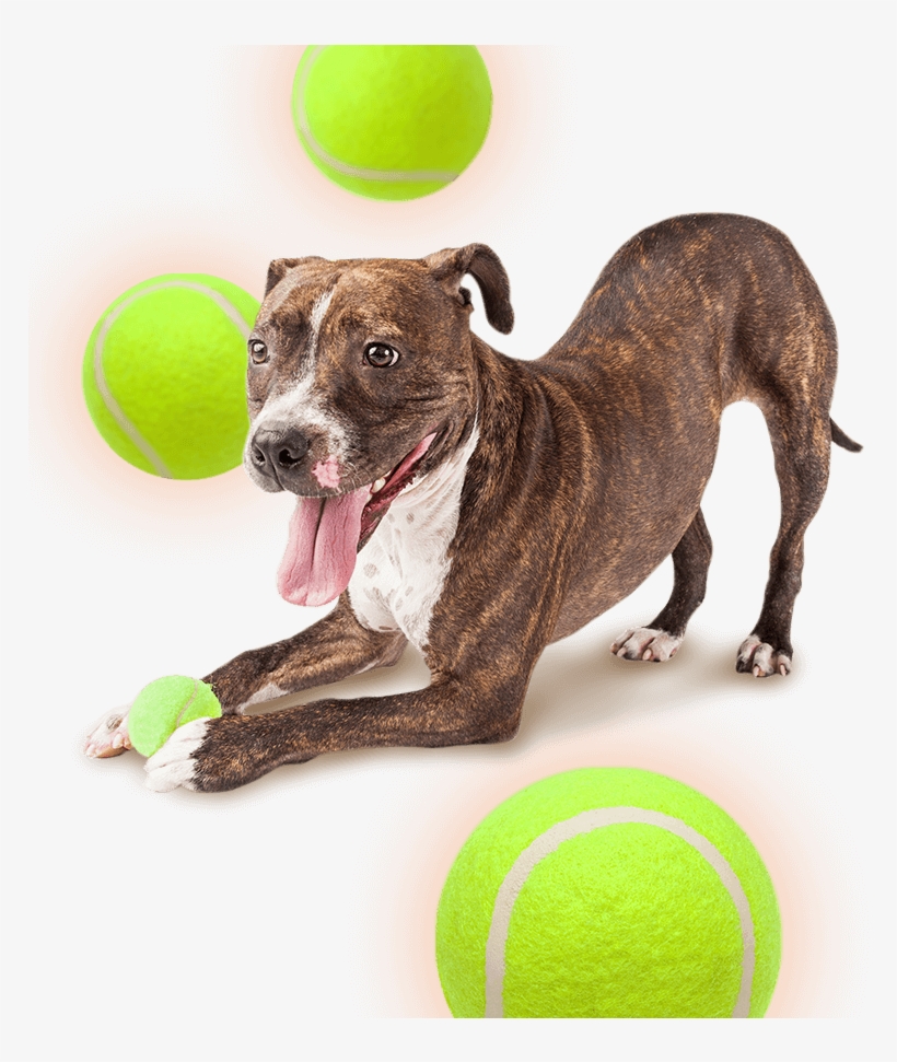 Skip To Content - Space Dog Transparent Background, transparent png