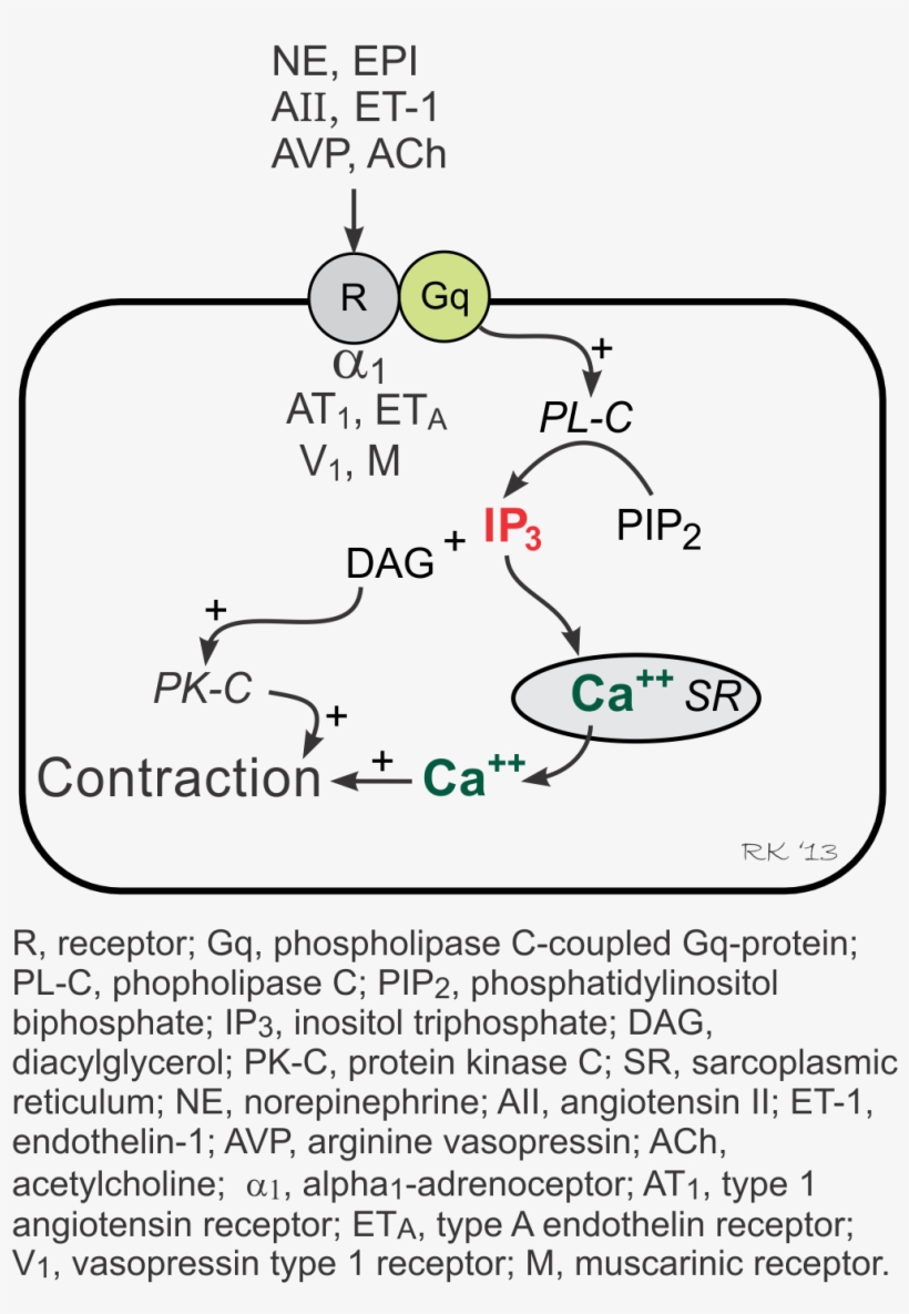 Vascular Gq-protein Linked Inositol Triphosphate Pathway - Inositol Trisphosphate, transparent png