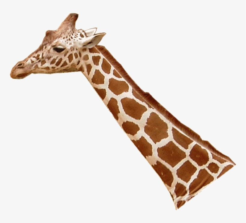 File - Giraffenhals - Deep Throat Giraffe Shirt, transparent png