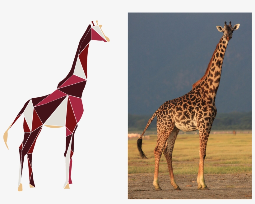 Our Mission And Our Love For The Most Majestic Animals - Giraffe, transparent png
