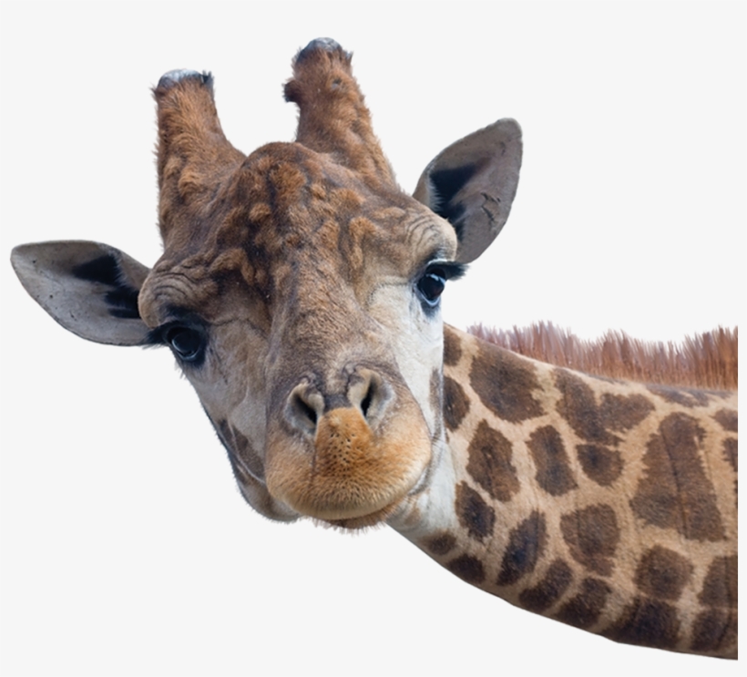 Download Transparent Giraffe Head Safari Animals With White