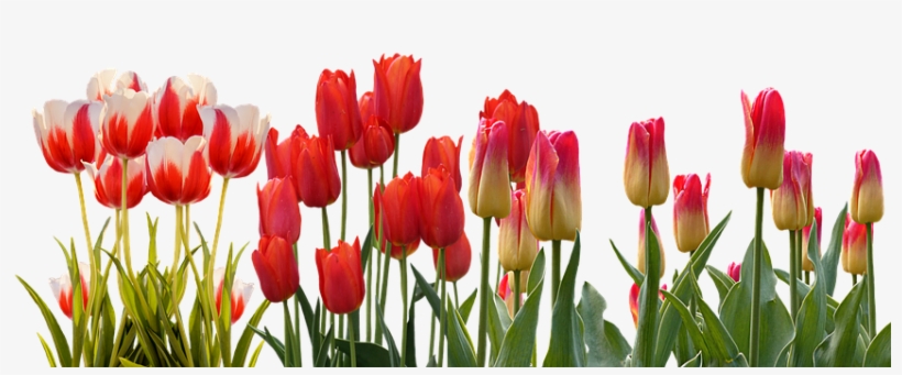 Spring Parade Of Tulips - Goodlck Message To Friend, transparent png