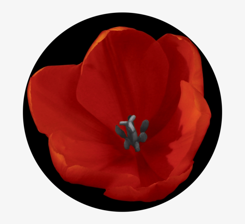 Red Tulip - Corn Poppy, transparent png