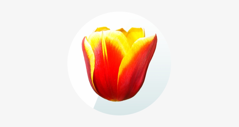 Tulip Crush Free Match 3 Game App - Ottawa, transparent png