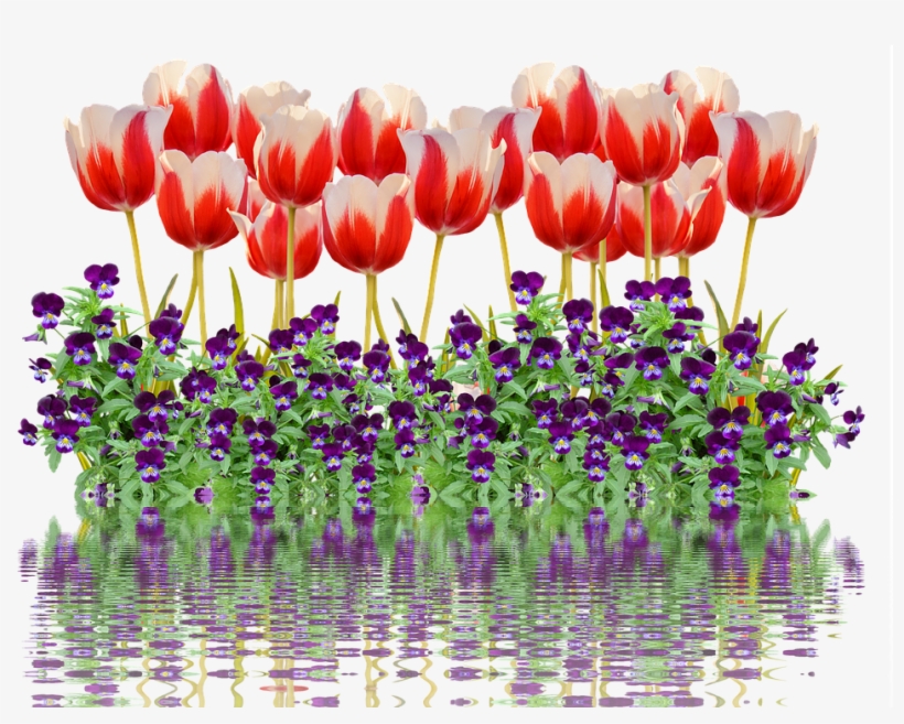 Tulips, Spring, Nature, Flower, Flowers, Red, Colorful - Cafepress Samsung Galaxy S8 Plus Case, transparent png
