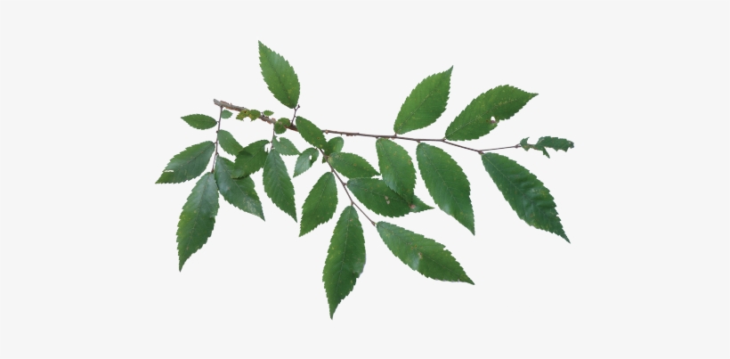 Winged Elm, transparent png