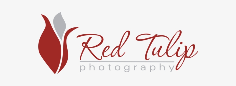 Red Tulip Photography - Tapestry Of Truth Philippians 4 Wall And Home Scripture, transparent png