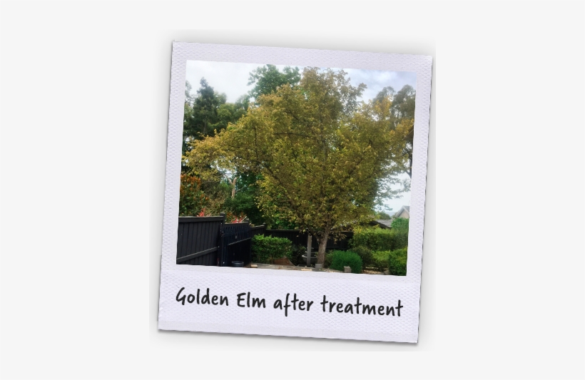 Banner - Picture Frame, transparent png