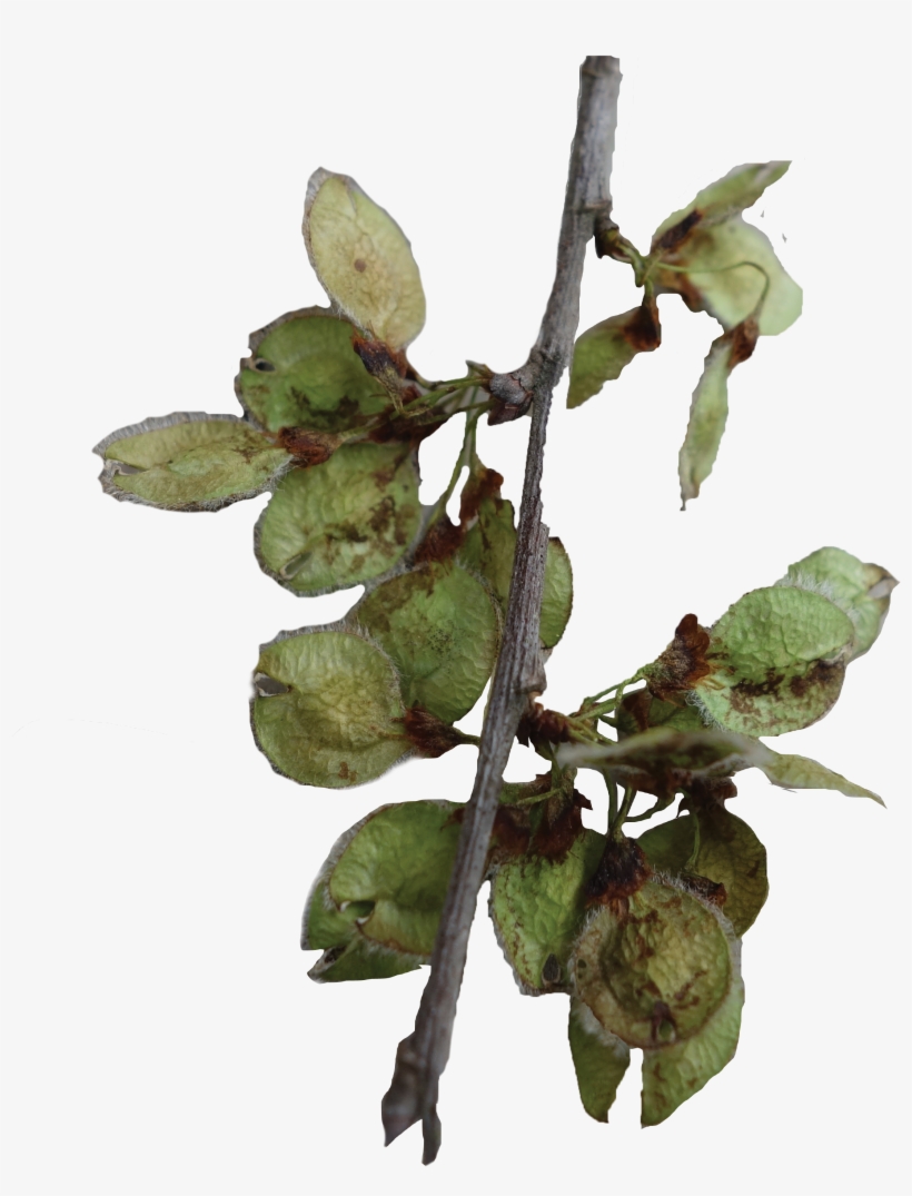 Leaf Type - Bud, transparent png