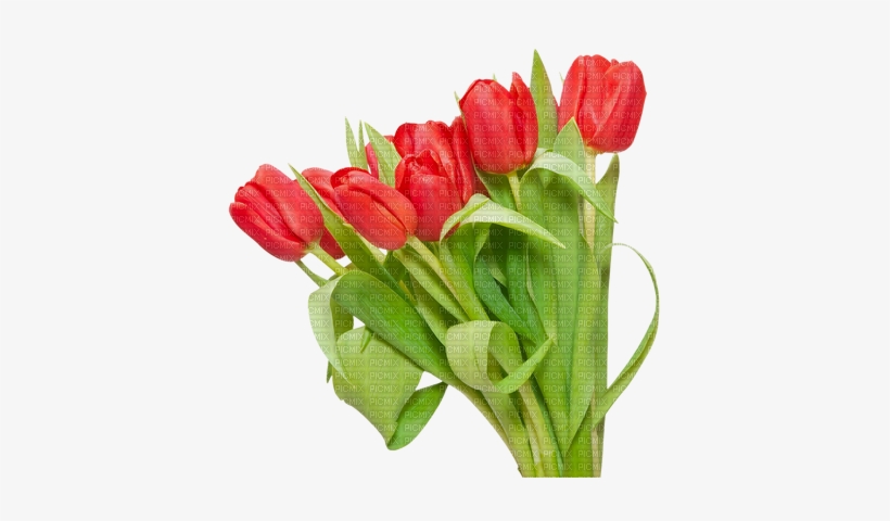 Minou Red Tulips Tulipes Rouge Tulipani Rossi Röda - Красные Тюльпаны Пнг, transparent png