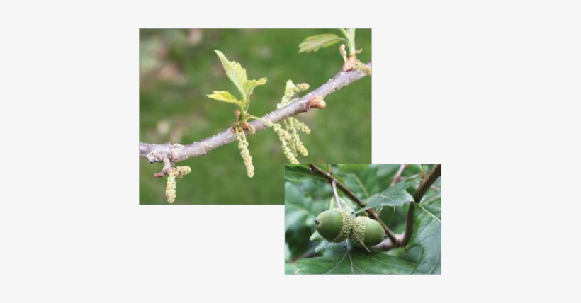 Male Catkins Of A Swamp White Oak - White Oak Trees Seeds, transparent png