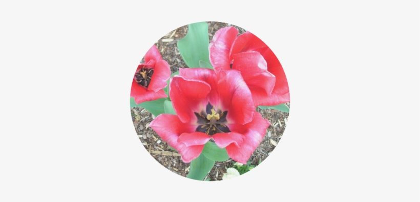 Red Tulips Round Mousepad - Artificial Flower, transparent png