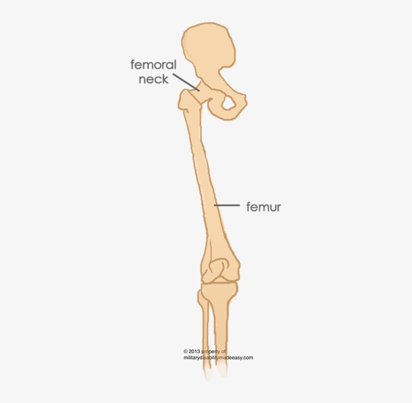 Parent Directory - Femur, transparent png