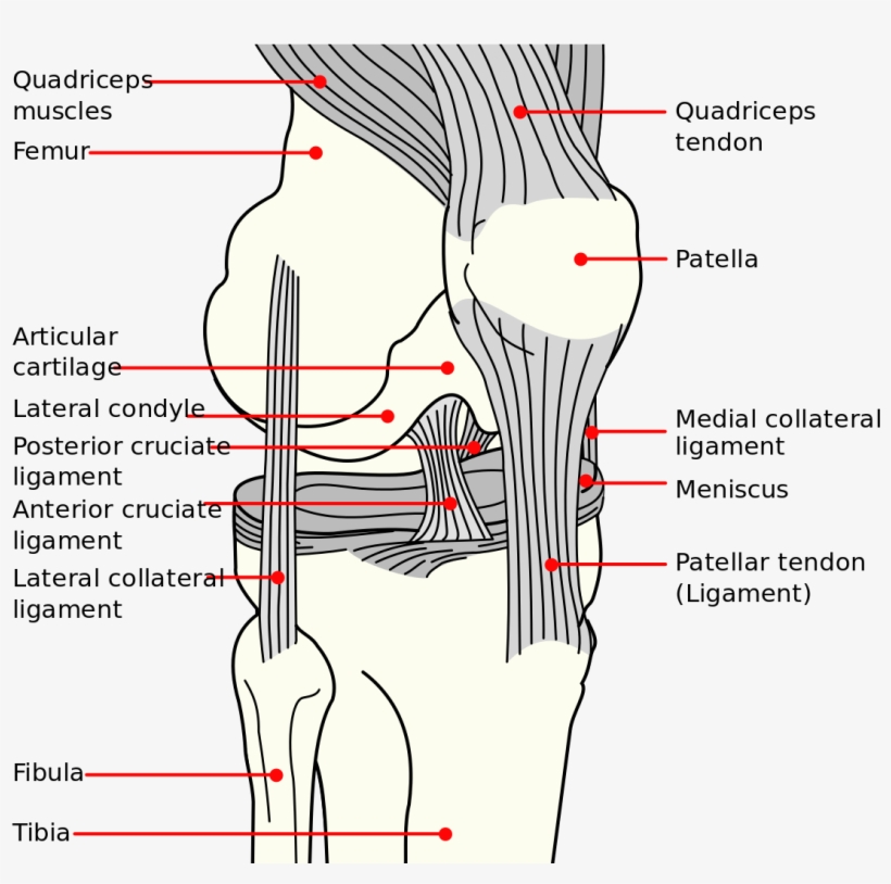 Knee Diagram - Ligaments Of Knee Joint, transparent png