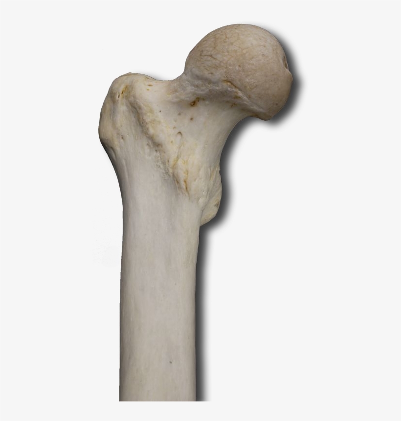 Proximal Anterior - Wood, transparent png