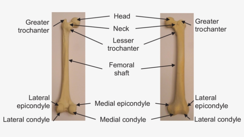 Posterior View, (b) Anterior View - Femur Anatomy Anterior And Posterior Views, transparent png