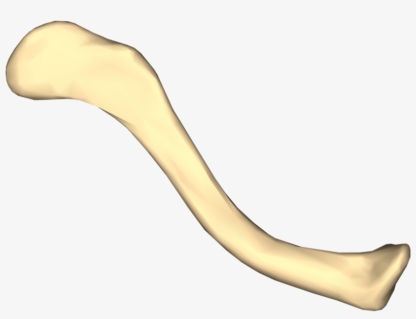 Left Clavicle - Clavicle, transparent png