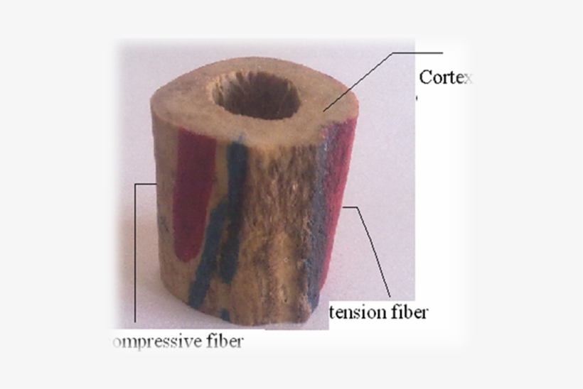 The Rockwell 'c' Test Has Been Conducted On Three Major - Mechanical Load Of Femur, transparent png