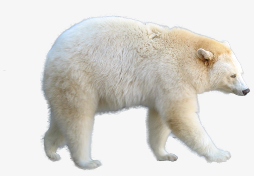 [recurso] Render De Urso - Matrizes, Determinantes E Equaçoes Lineares: Fundamentos, transparent png