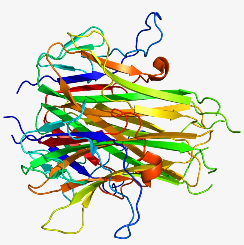 Protein Tnfsf15 Pdb 2o0o - Restaurant, transparent png