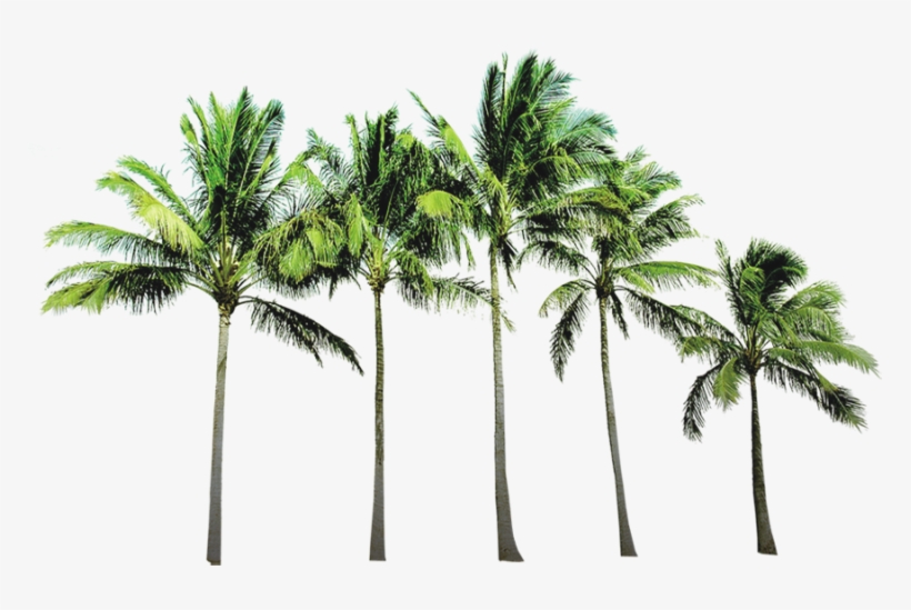 Coconut Tree Free Png Image - Tropical Paradise Twin Duvet, transparent png