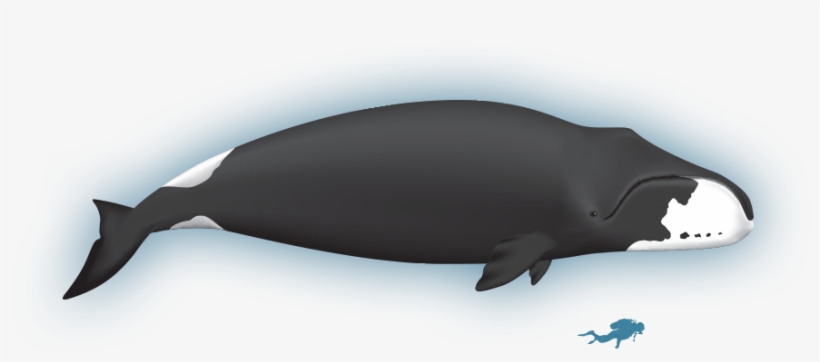 Wiki - Bowhead Whale - Bowhead Whale Lifespan, transparent png
