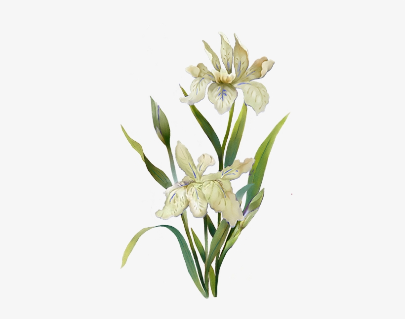 Menu White Flower - Plants Watercolor, transparent png